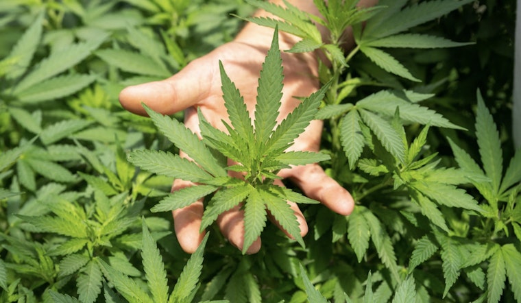 Cheech & Chong Launch Rebranded Marijuana Dispensaries in Massachusetts