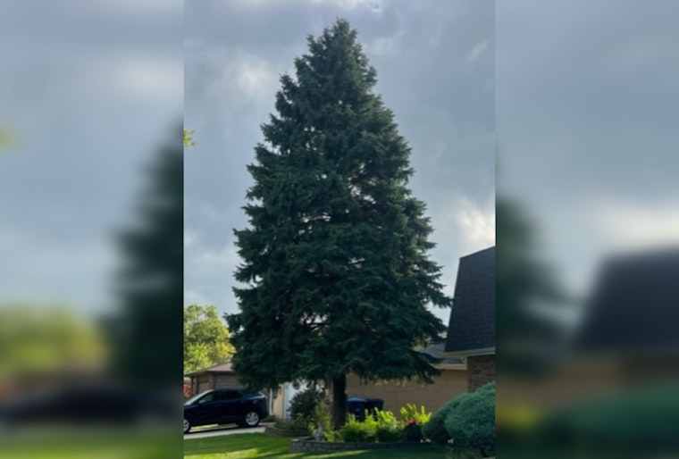 Chicago's 110th Annual Christmas Tree: A Heartwarming Tale of Immigrant Traditions and Winter Magic