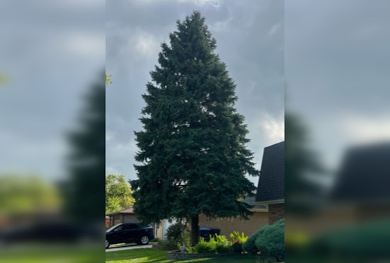 Chicago's 110th Annual Christmas Tree: A Heartwarming Tale of Immigrant Traditions and Winter Magic