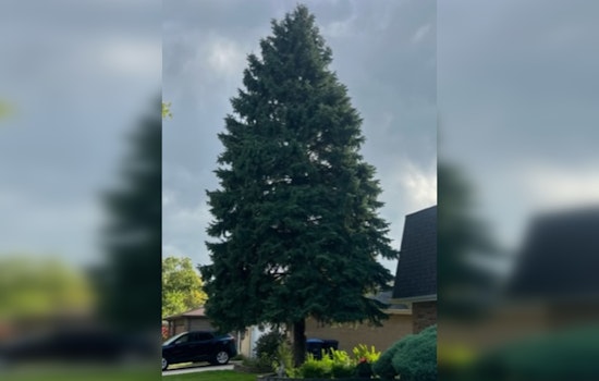 Chicago's 110th Annual Christmas Tree: A Heartwarming Tale of Immigrant Traditions and Winter Magic