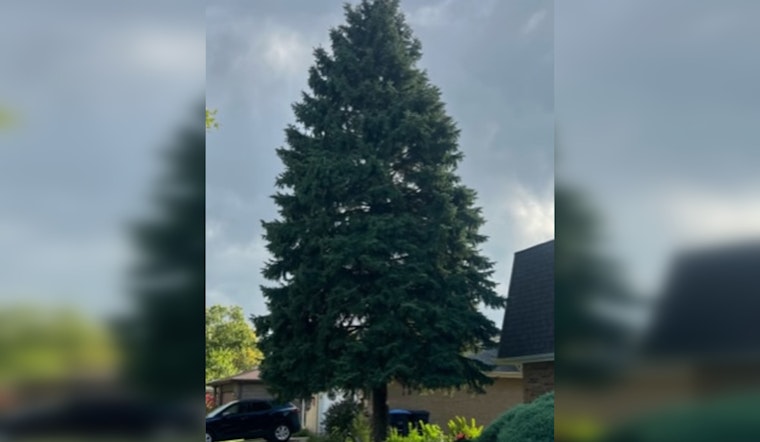 Chicago's 110th Annual Christmas Tree: A Heartwarming Tale of Immigrant Traditions and Winter Magic