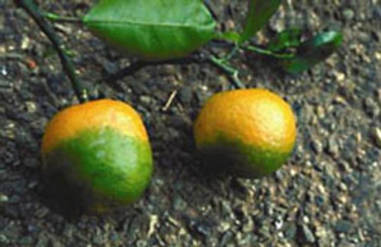 Citrus Lockdown Squeezes San Diego Economy as Greener Pastures Turn Yellow
