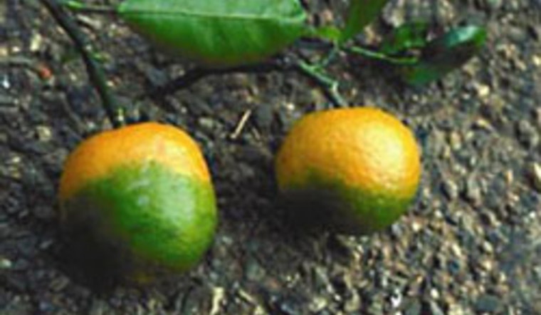 Citrus Lockdown Squeezes San Diego Economy as Greener Pastures Turn Yellow
