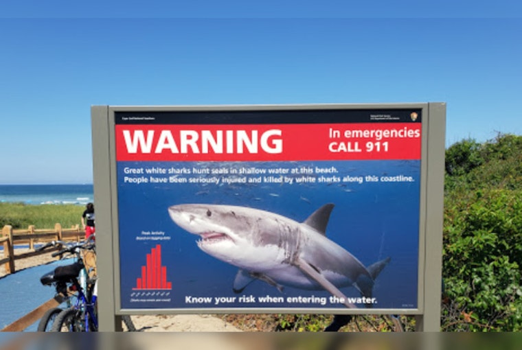 Close Encounters, Cape Cod Surfers' Brush with Great White Shark amid Lingering Shark Presence