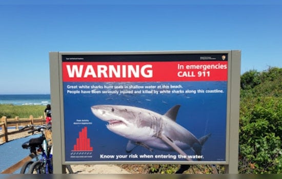 Close Encounters, Cape Cod Surfers' Brush with Great White Shark amid Lingering Shark Presence