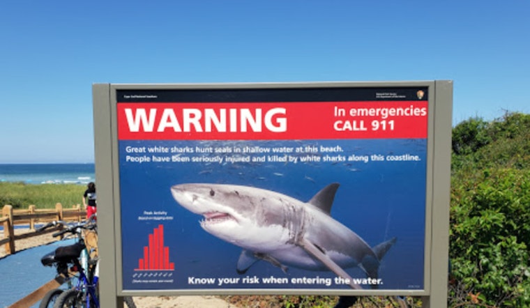 Close Encounters, Cape Cod Surfers' Brush with Great White Shark amid Lingering Shark Presence
