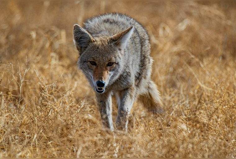 East Longmeadow Resident Pursued by Coyotes, Prompts Police Warning on Wildlife Presence in Massachusetts Town