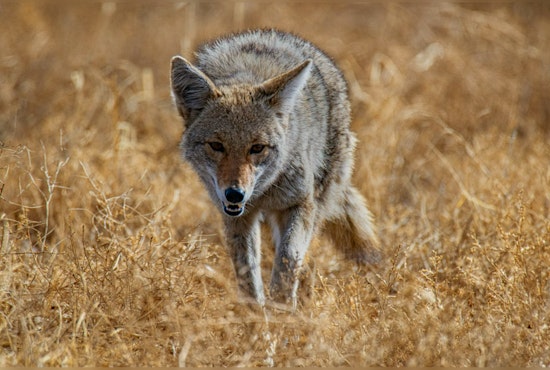 East Longmeadow Resident Pursued by Coyotes, Prompts Police Warning on Wildlife Presence in Massachusetts Town