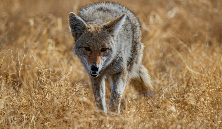 East Longmeadow Resident Pursued by Coyotes, Prompts Police Warning on Wildlife Presence in Massachusetts Town