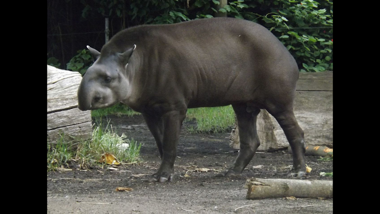 Endangered Baird's Tapir Settles into New Home at San Francisco Zoo from New Orleans