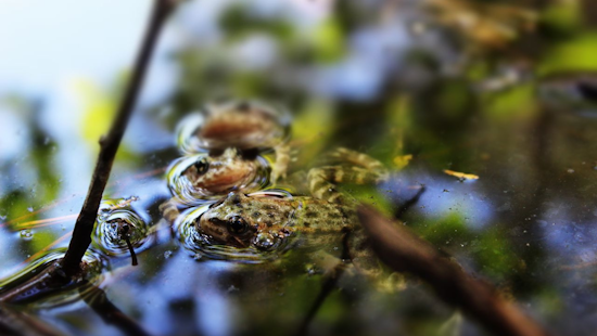 Endangered Frogs Leap Back, 70 Mountain Yellow-Legged Frogs Reintroduced to Southern California Lake