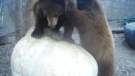 Escondido Family's 467-Pound Pumpkin Provides Wholesome Entertainment and Nourishment for Ramona Wildlife Center's Bear Cubs