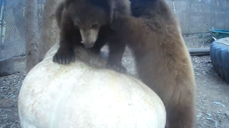 Escondido Family's 467-Pound Pumpkin Provides Wholesome Entertainment and Nourishment for Ramona Wildlife Center's Bear Cubs