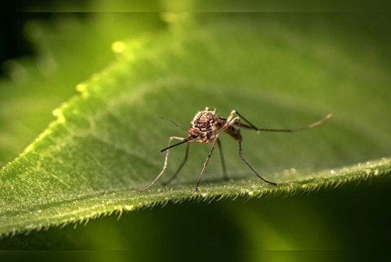 First Non-Travel-Dependent Dengue Case in Long Beach Raises Alarm