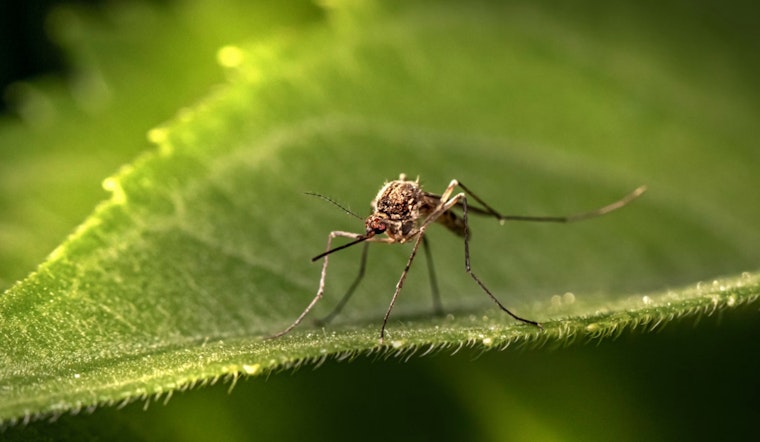 First Non-Travel-Dependent Dengue Case in Long Beach Raises Alarm