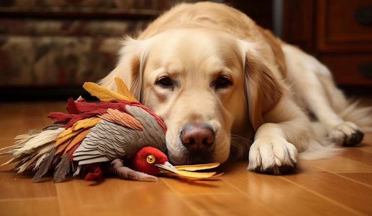 Fort Worth Volunteers Sought for "Petsgiving" Event to Pamper Shelter Animals on Thanksgiving