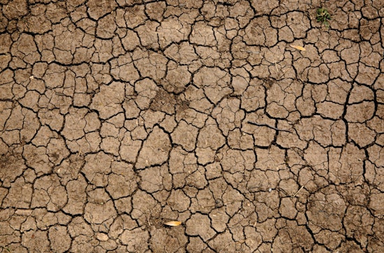 Harvard Study Challenges Prevailing Beliefs, Identifying Soil Dryness as Crucial to Plant Drought-Defense, Not Air Aridity
