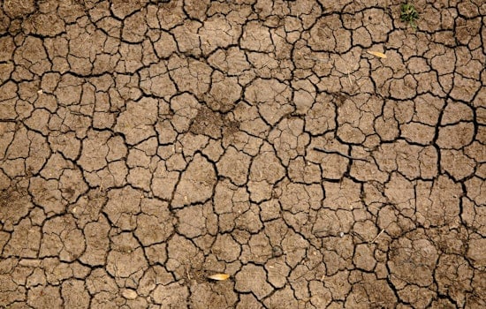 Harvard Study Challenges Prevailing Beliefs, Identifying Soil Dryness as Crucial to Plant Drought-Defense, Not Air Aridity