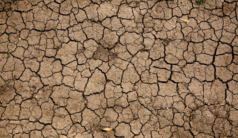 Harvard Study Challenges Prevailing Beliefs, Identifying Soil Dryness as Crucial to Plant Drought-Defense, Not Air Aridity
