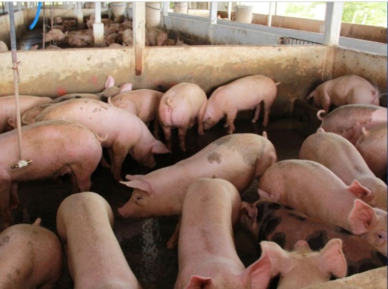 Illinois Agriculture Department and University of Illinois Extension Launch Certified Livestock Manager Training for Sustainable Farming