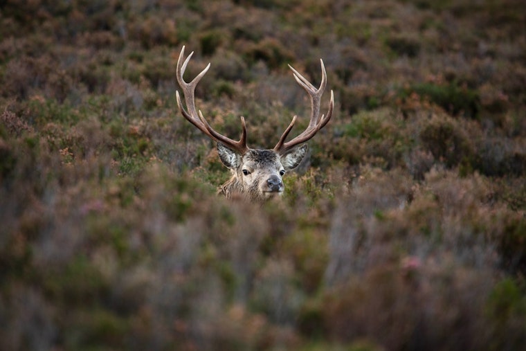 Illinois Hunters Warned of Tree Stand Dangers as 2023 Firearm Deer Season Looms