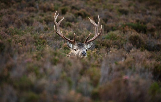 Illinois Hunters Warned of Tree Stand Dangers as 2023 Firearm Deer Season Looms