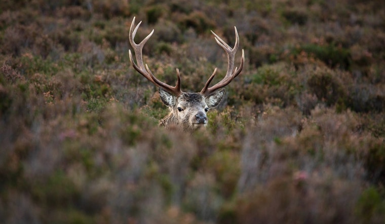 Illinois Hunters Warned of Tree Stand Dangers as 2023 Firearm Deer Season Looms