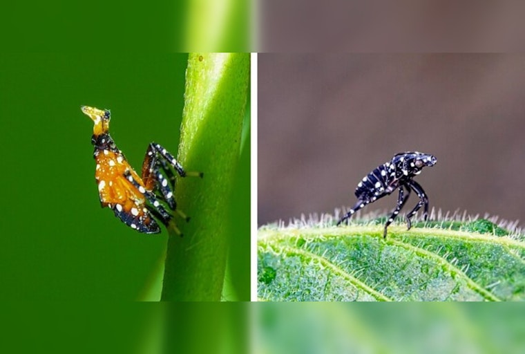 Illinois Vintners Vine-dicate Against Pesty Invaders