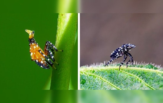 Illinois Vintners Vine-dicate Against Pesty Invaders