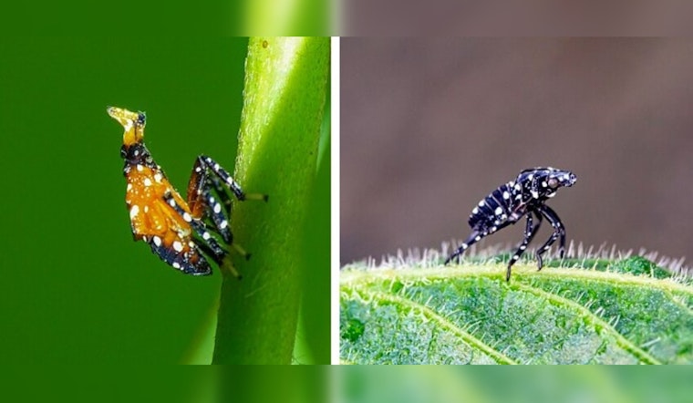 Illinois Vintners Vine-dicate Against Pesty Invaders