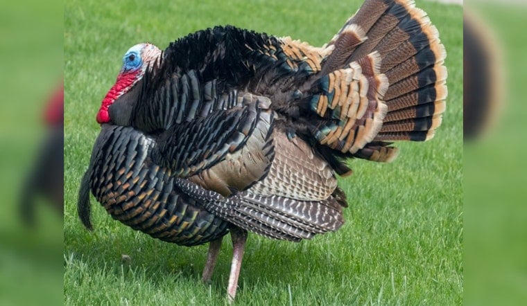 Illinois Wild Turkey Harvest Declines: Aging Hunters and Cultural Shifts Impact Hunting Permit Sales and Wildlife Conservation