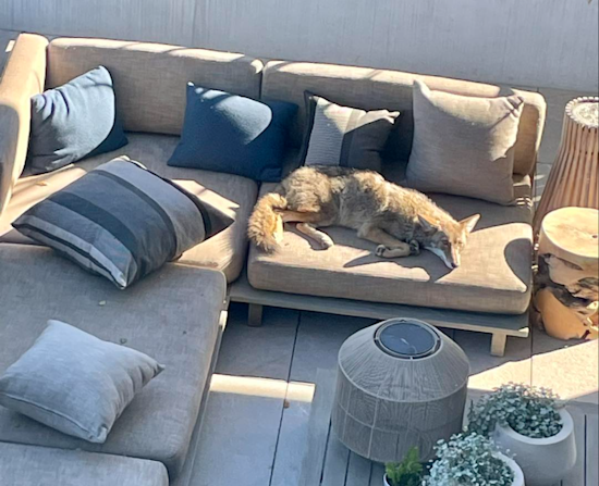 San Francisco Stirred by Coyote Lounging on Patio Furniture