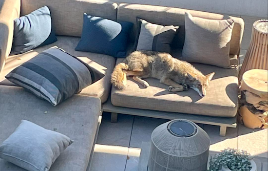 San Francisco Stirred by Coyote Lounging on Patio Furniture