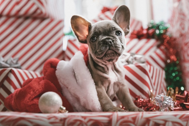 Lewisville's Gene Carey Animal Shelter Hosts Santa Photos Fundraiser for Emergency Medical Fund