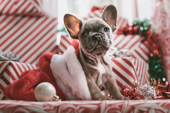Lewisville's Gene Carey Animal Shelter Hosts Santa Photos Fundraiser for Emergency Medical Fund