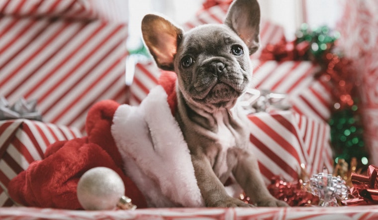 Lewisville's Gene Carey Animal Shelter Hosts Santa Photos Fundraiser for Emergency Medical Fund