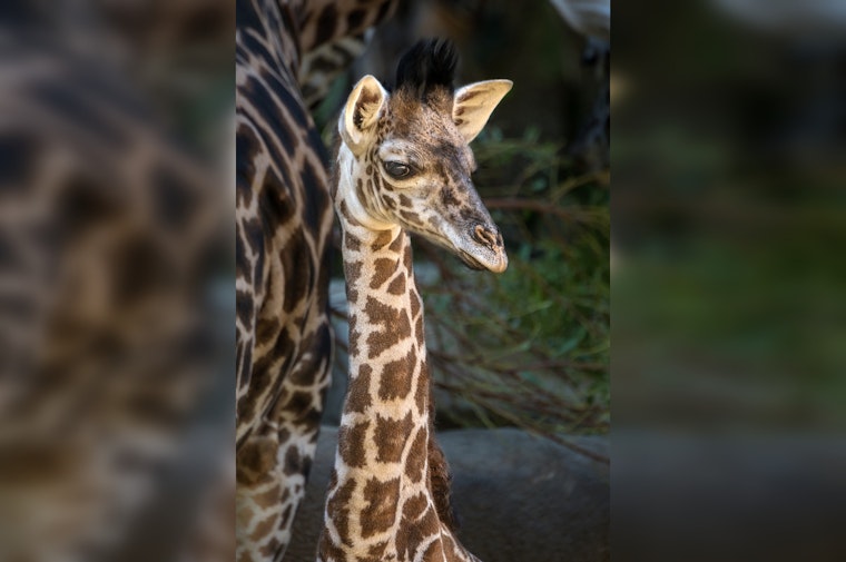 Los Angeles Zoo Celebrates Rare Masai Giraffe Calf Birth, A Victory in Conservation Efforts