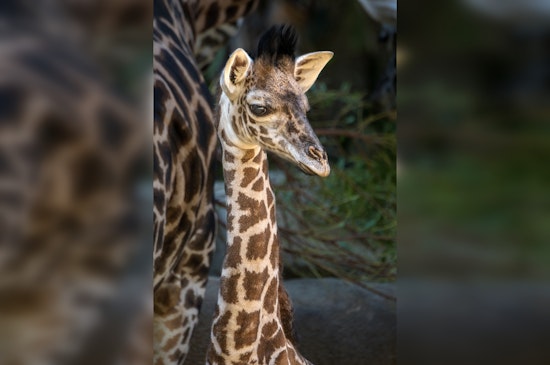 Los Angeles Zoo Celebrates Rare Masai Giraffe Calf Birth, A Victory in Conservation Efforts