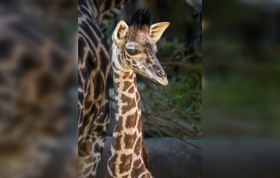 Los Angeles Zoo Celebrates Rare Masai Giraffe Calf Birth, A Victory in Conservation Efforts