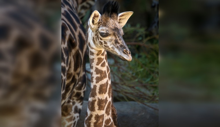 Los Angeles Zoo Celebrates Rare Masai Giraffe Calf Birth, A Victory in Conservation Efforts