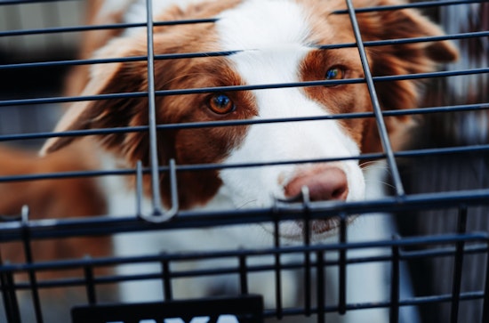 Massachusetts Lawmakers Target Pet Shop Regulations, Sparking Debate on Animal Welfare and Consumer Protection
