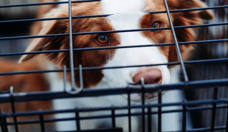 Massachusetts Lawmakers Target Pet Shop Regulations, Sparking Debate on Animal Welfare and Consumer Protection