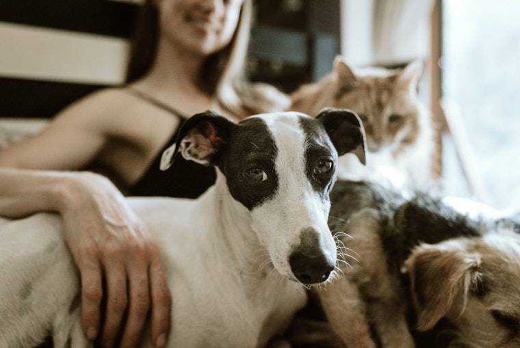 Massachusetts Rescue Operation, 48 Animals in Need of Loving Homes