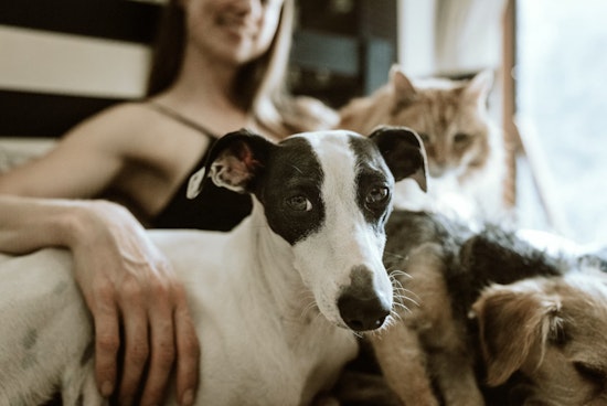 Massachusetts Rescue Operation, 48 Animals in Need of Loving Homes