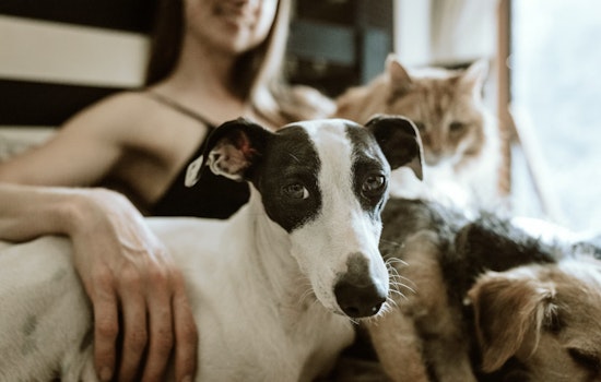 Massachusetts Rescue Operation, 48 Animals in Need of Loving Homes