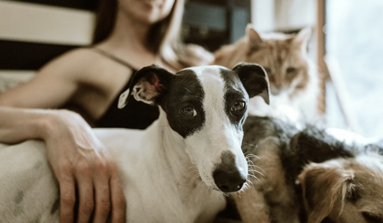 Massachusetts Rescue Operation, 48 Animals in Need of Loving Homes