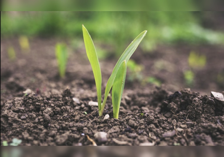 MIT Engineers Develop Coating Technique to Boost Microbial Fertilizers, A Step Towards Sustainable Agriculture
