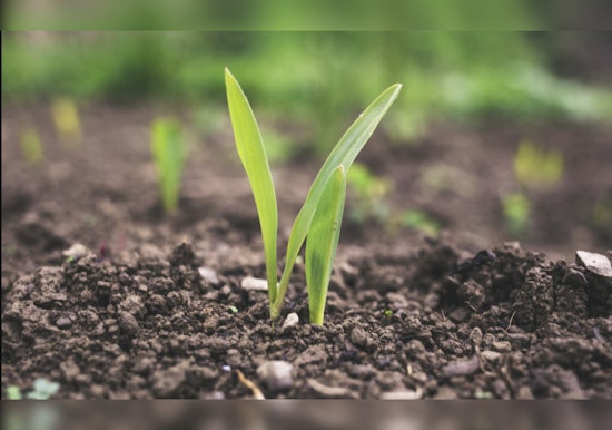 MIT Engineers Develop Coating Technique to Boost Microbial Fertilizers, A Step Towards Sustainable Agriculture