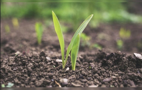 MIT Engineers Develop Coating Technique to Boost Microbial Fertilizers, A Step Towards Sustainable Agriculture