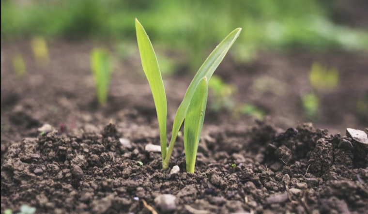 MIT Engineers Develop Coating Technique to Boost Microbial Fertilizers, A Step Towards Sustainable Agriculture